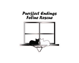 feline rescue-05-01.jpg