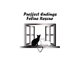 feline rescue-03-01.jpg