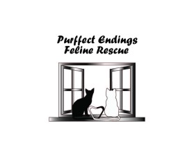 feline rescue-02-01.jpg
