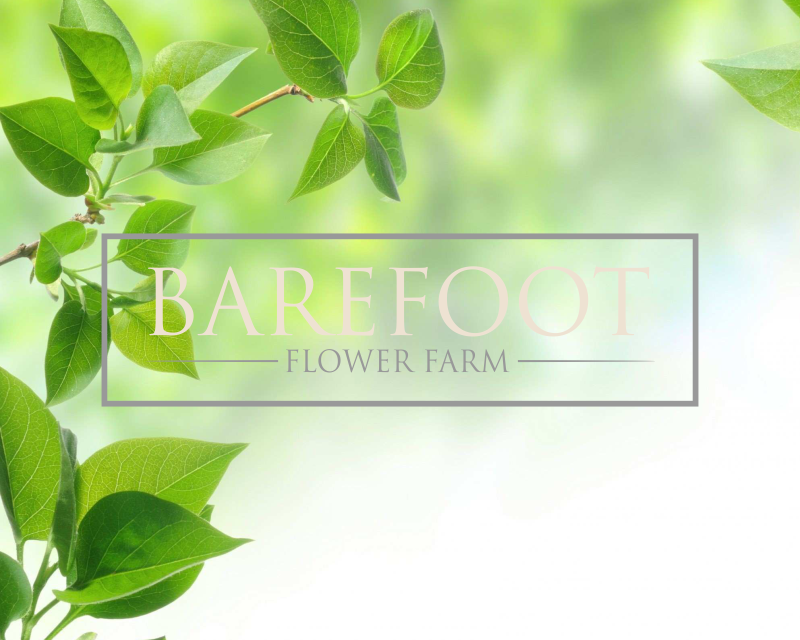 Logo Design entry 3151482 submitted by susumulus to the Logo Design for Barefoot Flower Farm run by barefootflowers