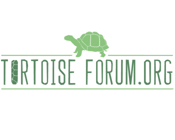 Logo Design entry 274097 submitted by bryanthebruce to the Logo Design for Tortoise Forum run by jbarraza