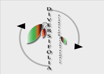 Logo Design entry 282499 submitted by Logodsgn to the Logo Design for DIVERSIFOLIA LLC run by jmveil