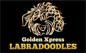 Logo Design entry 532121 submitted by svedesign to the Logo Design for Golden Xpress Labradoodles run by Lisa J