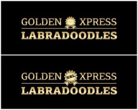 Logo Design entry 532132 submitted by IMFantasia to the Logo Design for Golden Xpress Labradoodles run by Lisa J