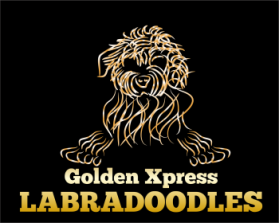 Logo Design entry 532147 submitted by LagraphixDesigns to the Logo Design for Golden Xpress Labradoodles run by Lisa J