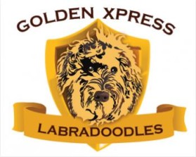 Logo Design entry 532159 submitted by IMFantasia to the Logo Design for Golden Xpress Labradoodles run by Lisa J