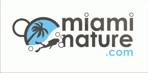 Logo Design entry 18762 submitted by Losiu