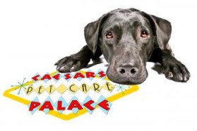 Logo Design entry 906909 submitted by Coral to the Logo Design for Caesar's Pet Care Palace run by joyfuljennyb