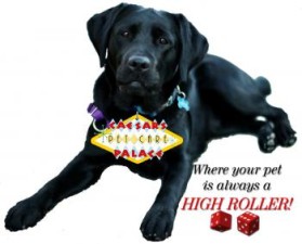 Logo Design entry 906910 submitted by not2shabby to the Logo Design for Caesar's Pet Care Palace run by joyfuljennyb