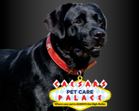 Logo Design entry 906920 submitted by kweigman to the Logo Design for Caesar's Pet Care Palace run by joyfuljennyb