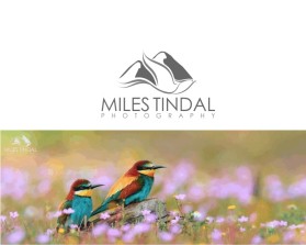 Logo Design entry 1193128 submitted by erongs16 to the Logo Design for Miles Tindal Photography run by Miles Tindal Photography
