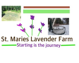Logo Design Entry 2212291 submitted by Divyana55 to the contest for St. Maries Lavender Farm run by Cory.Howden