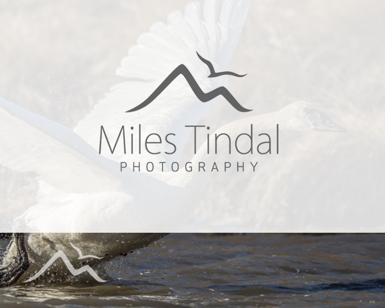 Logo Design entry 1193123 submitted by smarttaste to the Logo Design for Miles Tindal Photography run by Miles Tindal Photography